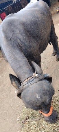 વેચવાની છે