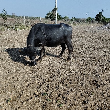 ભેસ