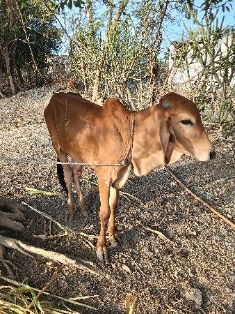 વાછડો વેચવાનો છે