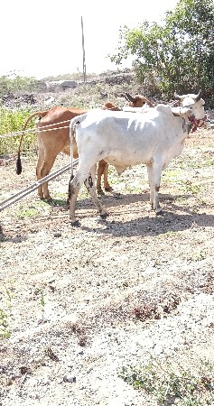 ગોધલા વેચવા ના છે પેલી ધરના છે