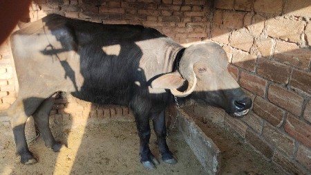 દોઢ મહિનો થયો છે