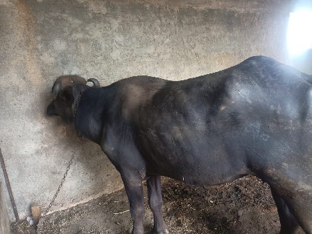 ખડેલી વેચવાની છે