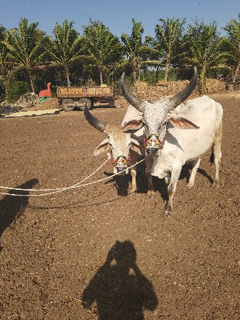 બળદ