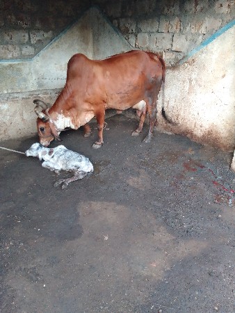 4, ઞાય વેશવાની છે