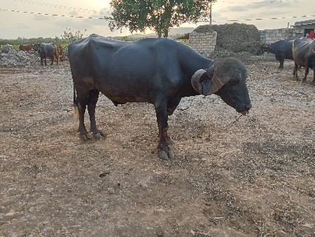 પાડો વેસવાનો છે