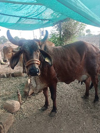 ત્રણ દિવસ થયા 3જુ વેતર