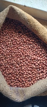 જી ૨૦ મગફળી નું બિયારણ વેચવાનું