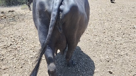 કાચી 1મહીનાનુ