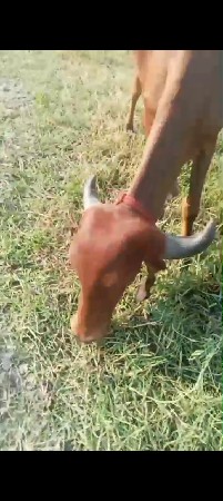 પાંચ ઓળખ્યો ગામની છે