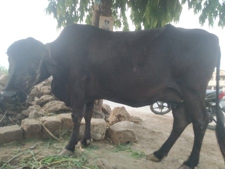 ગાય વેચવાની છે