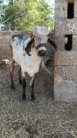 બે વરસની ગીર વાંસળી