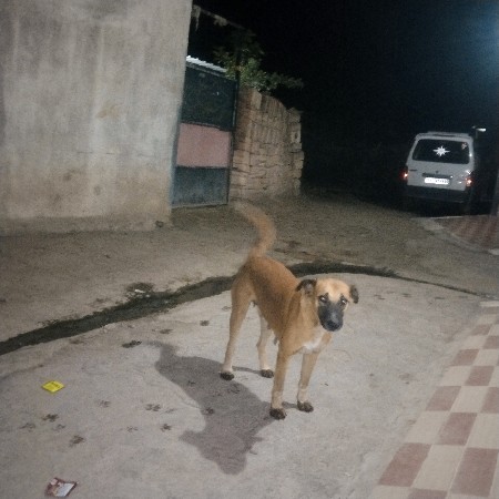 આ કૂતરી નું સાટું કરવા નું સે