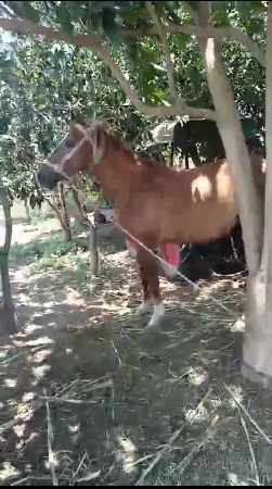 ઘોડી નાસાટાકરવાનાછે ઘોડીઘોડો