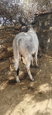 એક વાવણી વાવી સે
