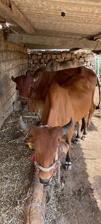 ગોઢલા વેચવાનાછે બે બે દાતેછે