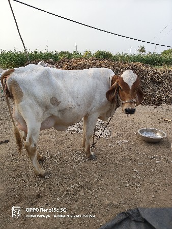 જર્સી ગાય