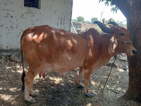 વેચવાની