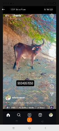 પીપરી
