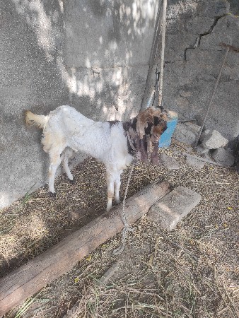 બકરો વેસવા નો સે