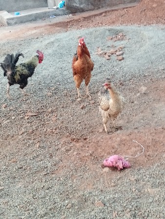 Margha