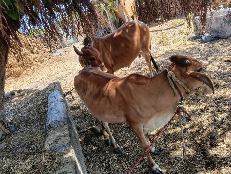 ગાય વેચવાની છે