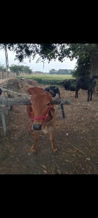 ગાડામાં. હાલેછે