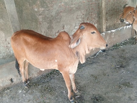 vachdi