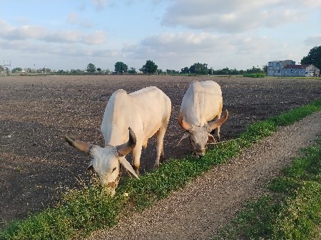 એક વાવણી વાવેલ બળદ વેચવાના છે