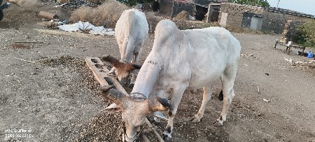 બરધુ