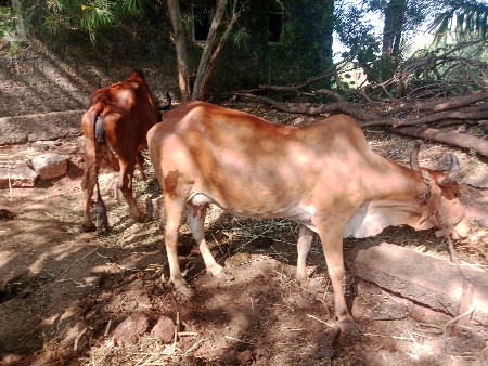 ગાય વેચવાની છે