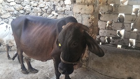 ગાય દેવાની છે