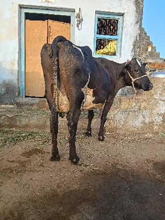 એસફ.