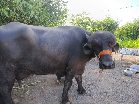 ત્રણ મહિનાની પાંચ પાંચ લીટર દૂધ પા