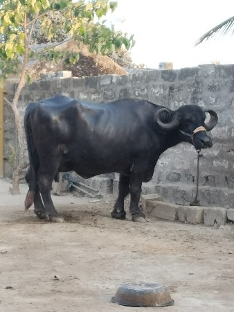 આ ભેંસ વેચવાની છે