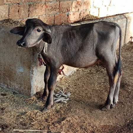 પાડા