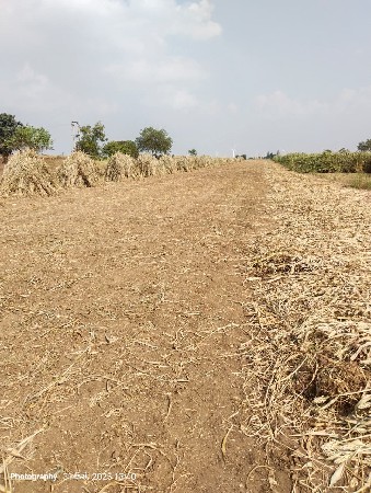 જુવારની નિરોણ વેચવાની છે