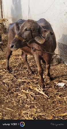 વેચવાની છે