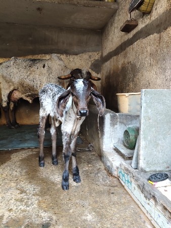 ગાય વેચવાની છે.
