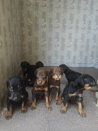 Doberman 6 female vechvana che