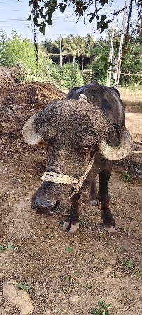 વેચવા ની છે ખડેલુ નંબર