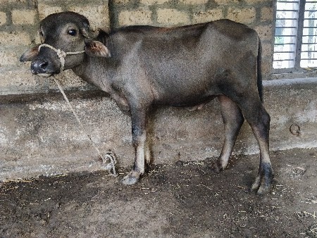 પાડો વેચવાનો છે