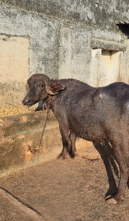 ભેશ વેચવાની છે