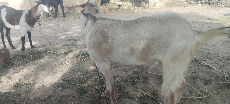બકરા વેચવાના છે