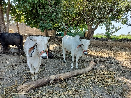 ગૉઢલા વૅશવાનાછૅ