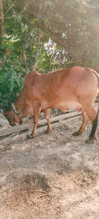 ગીર ગાય વેચવાની