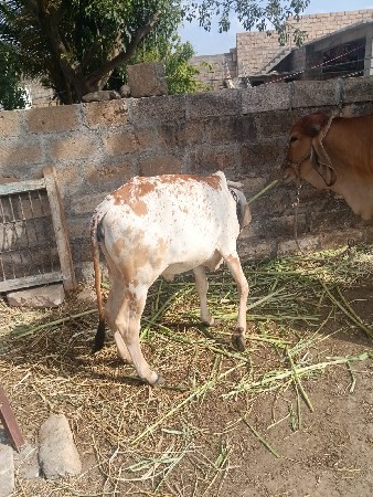 બે ગીર હોડકી વેચવા ની છે