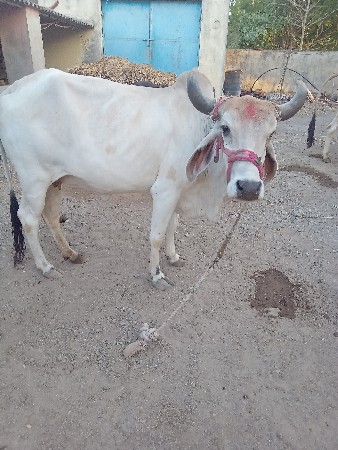 આ ગાય વેચવાની છે