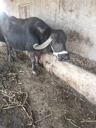 ભેંસ વેચવા ની છે