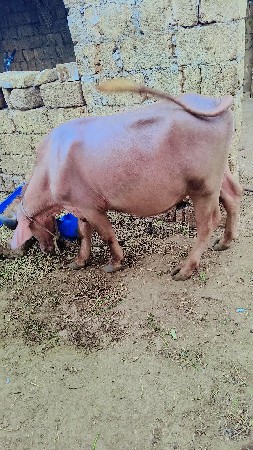 પાડો વેચવાનું છે