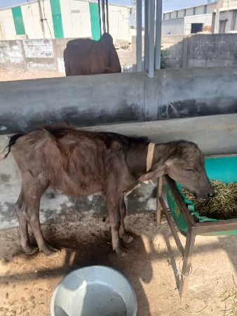 ભેંસ વેચવા ની છે